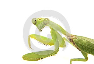 Closeup image of mantis head looking into camera