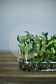 Closeup image of a microgreen sprouts of green sunflowers with palm substrat isolated on grey background. Frame view.