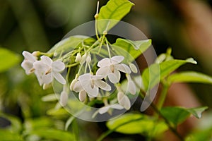 Closeup image of mok flower with tree