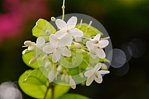 Closeup image of mok flower with tree