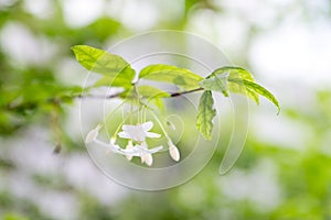 Closeup image of mok flower with tree photo