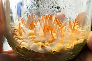Closeup on image of Mushroom Cordyceps militaris.