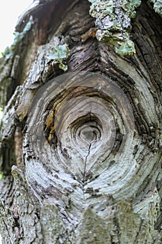 Close up of nectria canker