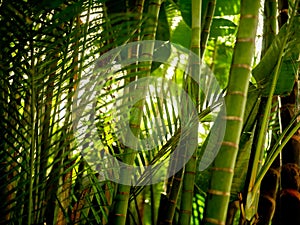 Closeup image of palm leaves and green bamboo stems in tropical rainforest