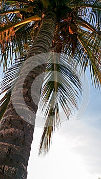 Detallado imagen de palmera un árbol sobre el amanecer 