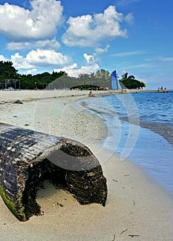 Closeup image of palm tree trunk and catamaran on blue ocean beach