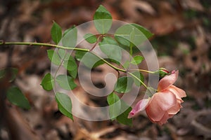 Closeup image of a peach rose before a leafy background