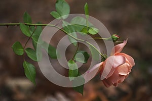 Closeup image of a peach rose before a leafy background