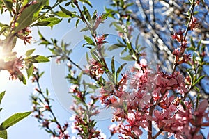 Closeup image of pink almond flowers against a blue sky on a sunny day