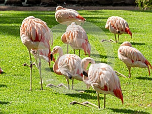 Closeup image of pink flamingo birds standing and sitting on the fresh green grass lawn at zoo