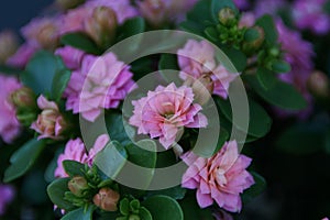 Closeup image of a pink Florist Kalanchoe flower with green leaves