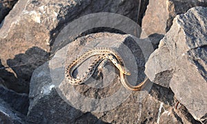 Closeup image of a poisonous snake taking sunbath near a lake