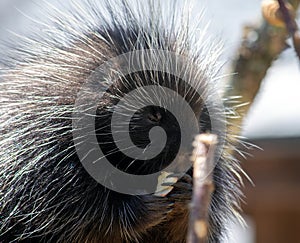 Closeup image of a porcupine eating a piece of bread