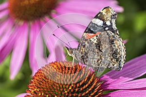 Closeup image of a Red Admiral Butterfly Vanessa atalanta