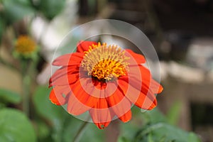 A closeup image of Red Sunflower weed flowers.