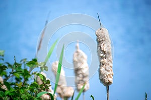 Closeup image of a ripe bullrush at the riverside.