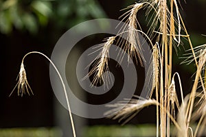 Closeup image of ripe golden wheat ears on field
