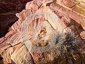 Closeup image of sandstone, Valley of Fire, Nevada, USA