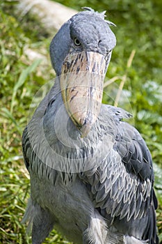 The closeup image of shoebill