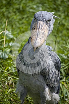 The closeup image of shoebill