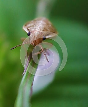Closeup image of an small insect on green leaf