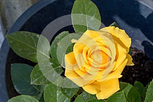Solaire rose flower photo
