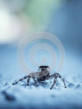 Closeup image of spider with blurry backgtound photo
