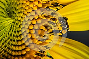 Closeup image of stingless bees