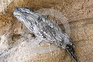 The closeup image of Tawny frogmouth