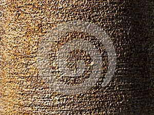 Detailed closeup of rough brown tree bark texture in sunlight