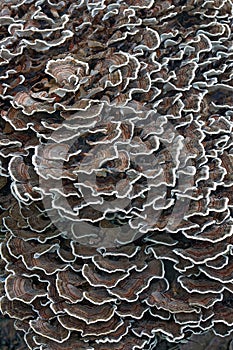 Closeup image of Turkey tail fungus