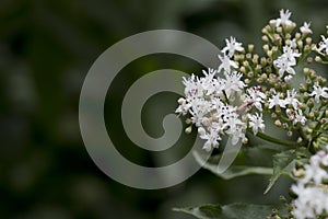 Closeup image of viburnum white flowers.