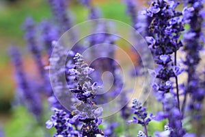 Closeup image of violet lavender flowers