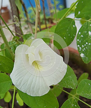 Closeup image of white Clitoria ternatea