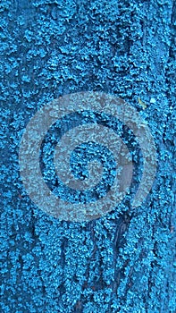 Closeup image  of white pine bark, covered with moss