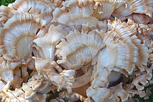 Closeup image of White-pored chicken of the woods fungus