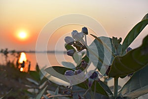 Closeup image of white water flower captured during sunset with orange sky