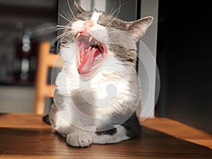 Closeup image of the yawning cat