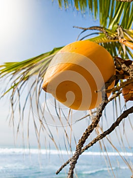 Closeup image of yellow tasty coconut frowing on hte palm tree against clear blue sky and ocean waves photo