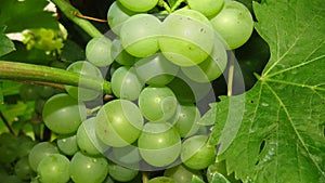 Closeup of immature green vine grape. Green grapes.