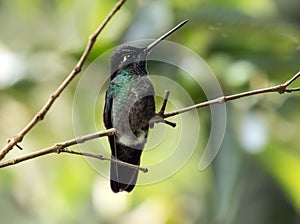 Talamanca Hummingbird Eugenes spectabilis ,Panama photo