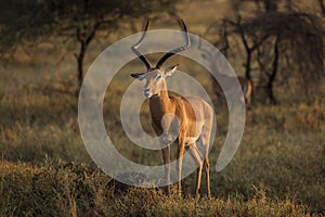 Detailliert aus bild interessiert auf der befindet sich, Tansania. natur aus. schön das licht 