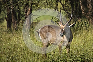 Closeup of Impala image taken on Safari located in the Tarangire, National park, Tanzania