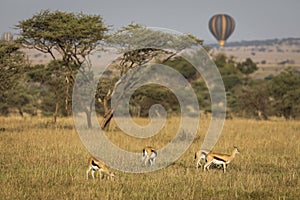 Closeup of Impala image taken on Safari located in the Tarangire, National park, Tanzania. Wild nature of Africa. Balloon in the