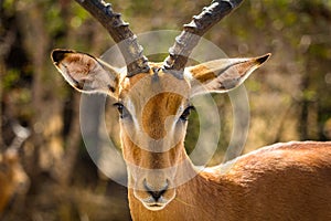 Closeup of Impala ram in African bush
