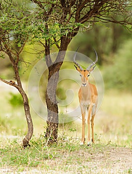 Closeup of Impala in Tanzania