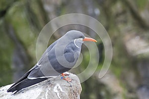 Closeup of an Inca Tern