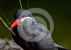 Closeup of Inca tern bird.