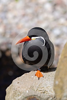 Closeup of Inca Tern perching on rock