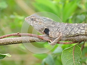 Closeup of Indian garden lizard chameleon